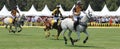 Polo Players and Horses Royalty Free Stock Photo