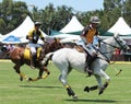 Polo Players and Horses Royalty Free Stock Photo