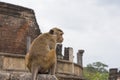 Polonnaruwa, Sri Lanka: 03/17/2019: Ancient City of Polonnaruwa temple of the tooth remains of the ancient garden city world