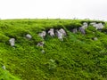 Polonyna Runa, Transcarpathian region. Mountains in spring and summer. Green hills and blue sky. Rocks and ruins in nature. Royalty Free Stock Photo