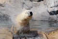 A polor bear shaking the water from his head at the zoo