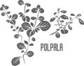 Polpala officinalis vector illustration
