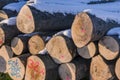 Polter stacked felled tree trunks in winter. Cross section with Royalty Free Stock Photo
