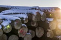 Polter, stacked felled tree trunks in winter. Cross section with Royalty Free Stock Photo