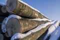 Polter stacked felled tree trunks in winter with snow, bright sunshine for timber industry Royalty Free Stock Photo