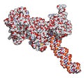 Poly ADP-ribose polymerase 1 PARP-1 DNA damage detection protein. Target of cancer drug development. 3D rendering, atoms are.