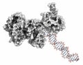 Poly ADP-ribose polymerase 1 PARP-1 DNA damage detection protein. Target of cancer drug development. 3D rendering, ball &.