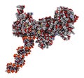 Poly (ADP-ribose) polymerase 1 (PARP-1) DNA damage detection protein. Target of cancer drug development