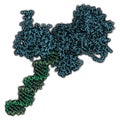 Poly (ADP-ribose) polymerase 1 (PARP-1) DNA damage detection protein. Target of cancer drug development