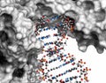 Poly (ADP-ribose) polymerase 1 (PARP-1) DNA damage detection protein. Target of cancer drug development