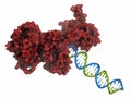 Poly ADP-ribose polymerase 1 PARP-1 DNA damage detection protein. Target of cancer drug development. Royalty Free Stock Photo