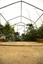 Poly tunnel with a slab path and plants growing either side Royalty Free Stock Photo
