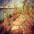 Poly tunnel tomatoes