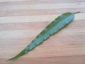 Polyalthia longifolia leaf on wooden background