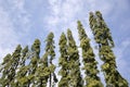 Polyalthia longifolia tree in nature garden Royalty Free Stock Photo