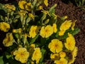 The polyanthus primrose or false oxlip (Primula polyantha) \'Lutea\' flowering with yellow flowers in spring Royalty Free Stock Photo