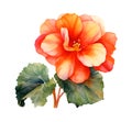 Polyanthus roses Flower, watercolor clipart illustration with isolated background