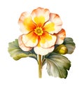 Polyanthus roses Flower, watercolor clipart illustration with isolated background