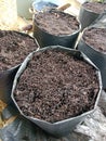 The polybag planting medium has not been filled with plants. The new polybag planting medium is filled with compost. Royalty Free Stock Photo