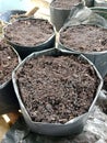 The polybag planting medium has not been filled with plants. The new polybag planting medium is filled with compost. Royalty Free Stock Photo
