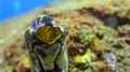 Polycarpa aurata, also known as the Ink-spot Sea Squirt and others tunicate on reef. Gold-mouth Sea Squirt tunicate, Bali Sea. Ox