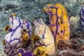 Polycarpa aurata, also known as the ox heart ascidian, the gold-mouth sea squirt or the ink-spot sea squirt Royalty Free Stock Photo