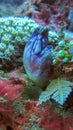 Polycarpa Aurata in Bali Sea among sea corals. Violet blue species Heart Ascidian, the Gold-mouth Sea Squirt or the ink-spot sea