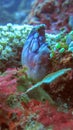 Polycarpa Aurata in Bali Sea among sea corals. Violet blue species Heart Ascidian, the Gold-mouth Sea Squirt or the ink-spot sea