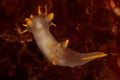 Polycera faeroensis - Nudibranch Royalty Free Stock Photo