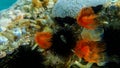 Polychaeta Protula tubularia, the Red-Spotted Horseshoe, also known as Slime Feather Duster Royalty Free Stock Photo