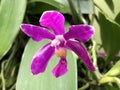 Polychilos lueddemanniana Rchb.f.; endemic species of orchid from the Philippines Royalty Free Stock Photo