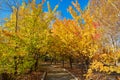 The polychrome autumn forest and path Royalty Free Stock Photo