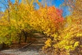 The polychrome autumn forest Royalty Free Stock Photo