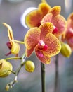 Polychrome butterfuly orchids Royalty Free Stock Photo