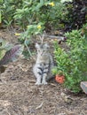 Polydactyl cat at Ernest Hemingway House, Key West Royalty Free Stock Photo