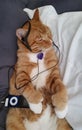Polydactyl cat listening to tunes Royalty Free Stock Photo