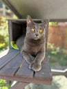 Polydactyl cat in patio cage