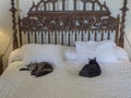 Polydactyl cats at Ernest Hemingway House, Key West Royalty Free Stock Photo