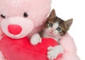 Polydactyl kitten hugging a heart with a pink bear, isolated
