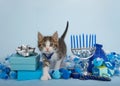 Polydactyl kitten standing in Hanukkah scene