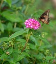 Polydamas Butterfly Sipping Nectar from Pink Penta Flower, Seminole, Florida