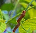 Polydamas Caterpillar on Pipevine Host Plant, Seminole, Florida