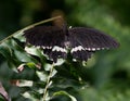 Polydamas Swallowtail Butterfly Battus Gold Rim Tailless