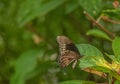 Polydamas Swallowtail Butterfly Hiding It`s Nectar Seeking, Seminole, Florida