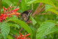 Polydamas Swallowtail, Gold Rim Swallowtail, Tailless Swallowtail, at Firebush Flower, Seminole, Florida Royalty Free Stock Photo