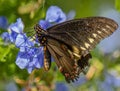 Polydamas Swallowtail, Gold Rim Swallowtail, Tailless Swallowtail, at Plumbago Plant, Seminole, Florida 3