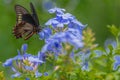 Polydamas Swallowtail, Gold Rim Swallowtail, Tailless Swallowtail, at Plumbago PLant, Seminole, Florida