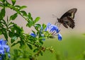 Polydamas Swallowtail, Gold Rim Swallowtail, Tailless Swallowtail, at Plumbago PLant, Seminole, Florida #2