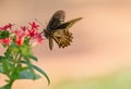 Polydamas Swallowtail Sipping Nectar From Red Penta Flower, Seminole, Florida