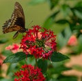 Polydamas Swallowtail Sipping Nectar From Red Penta Flower, Seminole, Florida 2